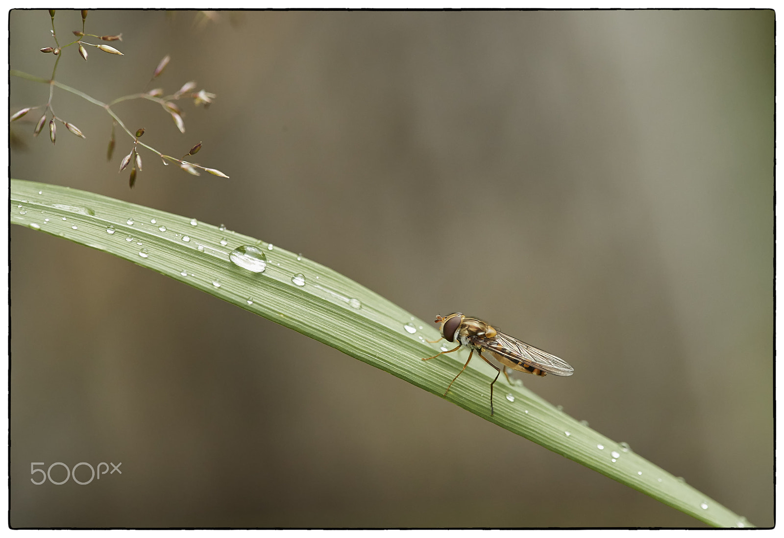 Canon EF 180mm F3.5L Macro USM sample photo. Syrphus sp bdr photography