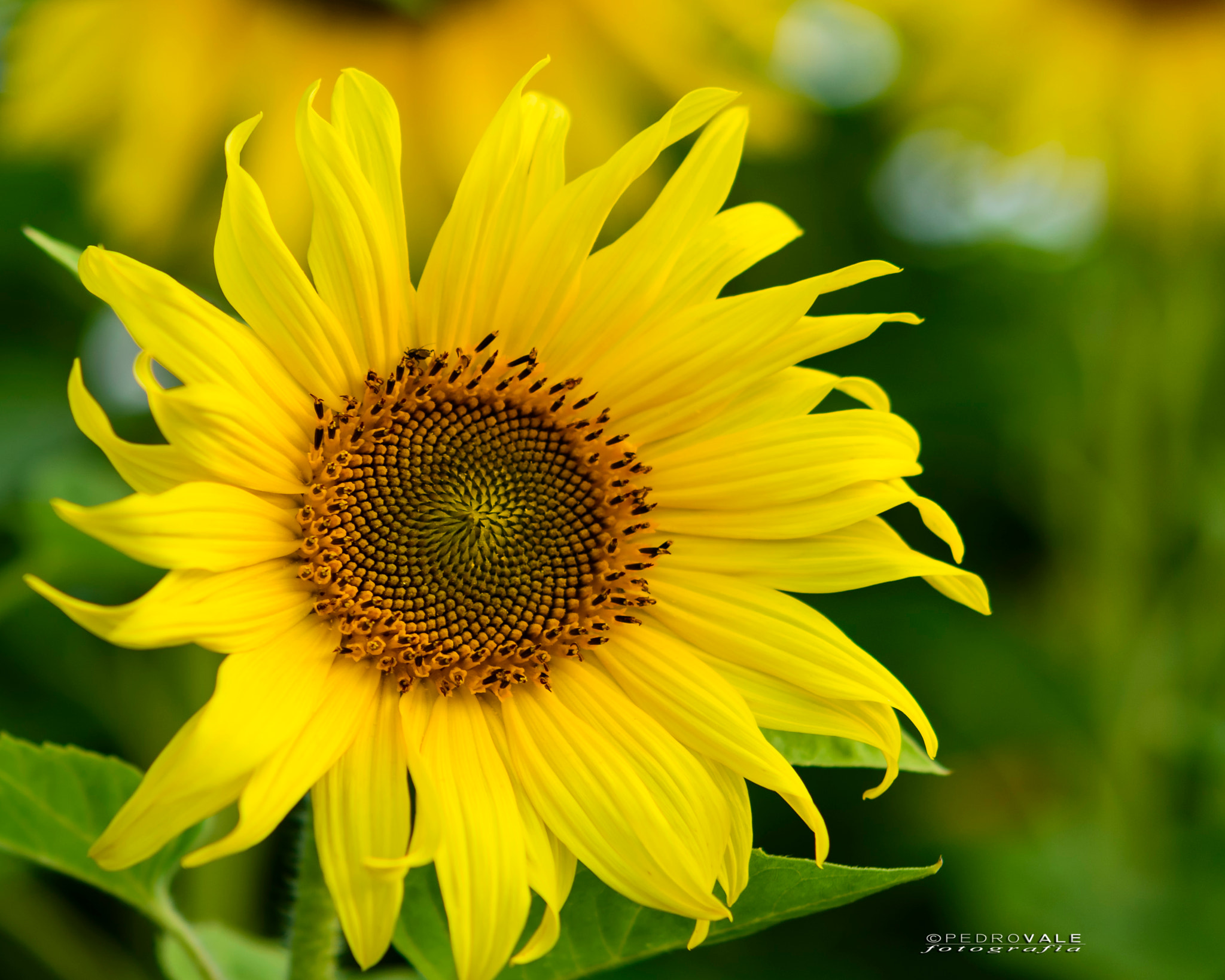 Nikon AF-S Micro-Nikkor 60mm F2.8G ED sample photo