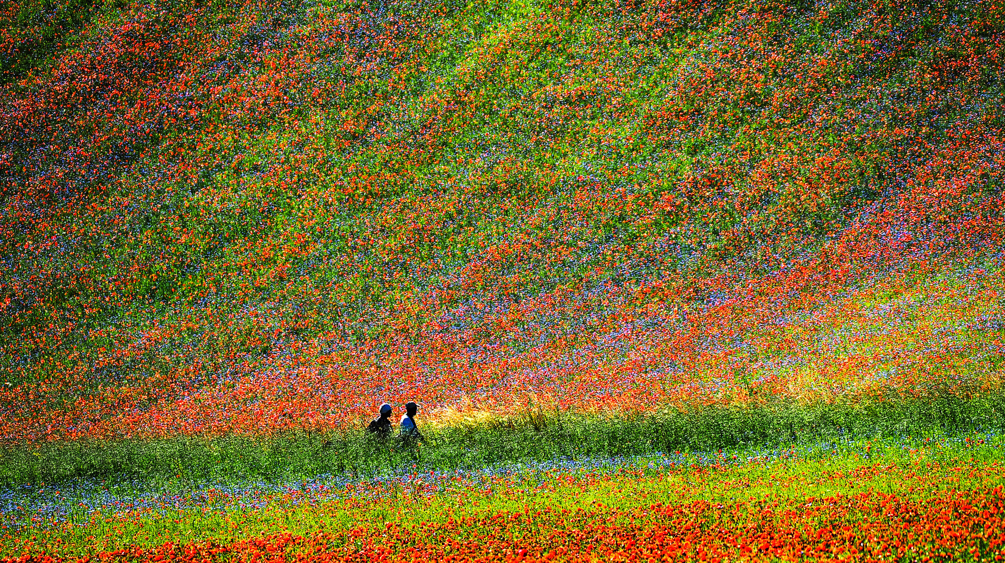 Olympus OM-D E-M1 + LEICA DG 100-400/F4.0-6.3 sample photo. All colors of heaven.. photography