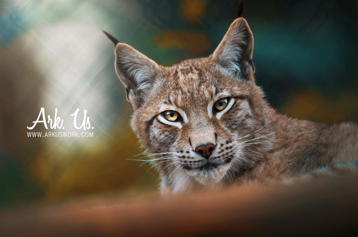 Sigma 120-400mm F4.5-5.6 DG OS HSM sample photo. Lynx photography