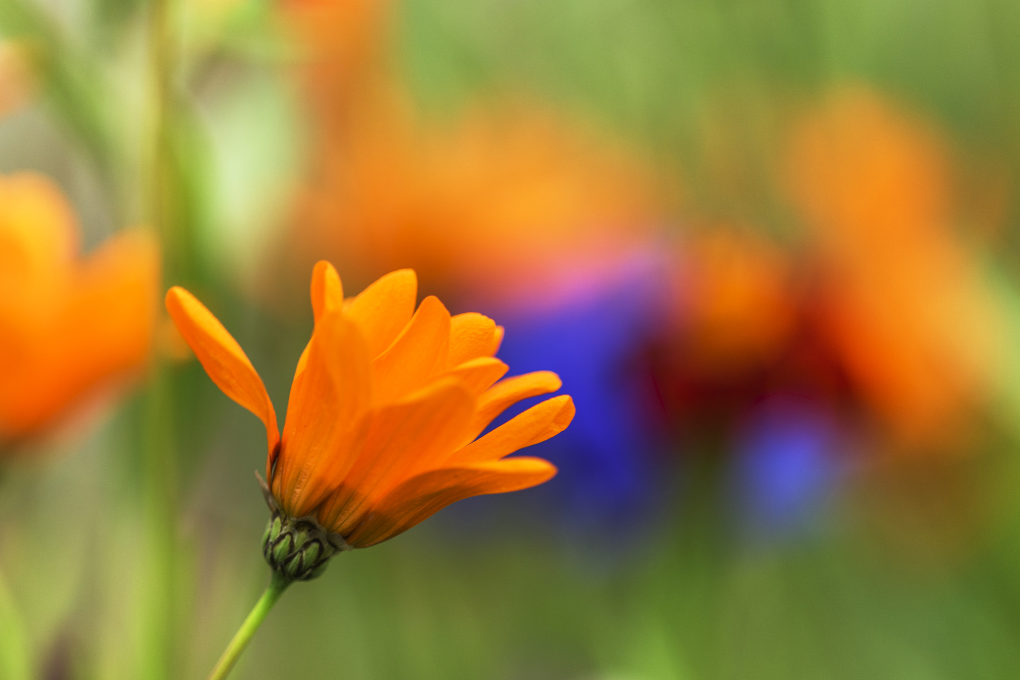Nikon AF Micro-Nikkor 200mm F4D ED-IF sample photo. Giselle's garden photography