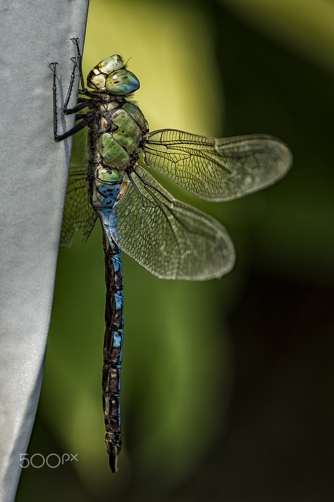 Nikon D3S sample photo. Hold on photography