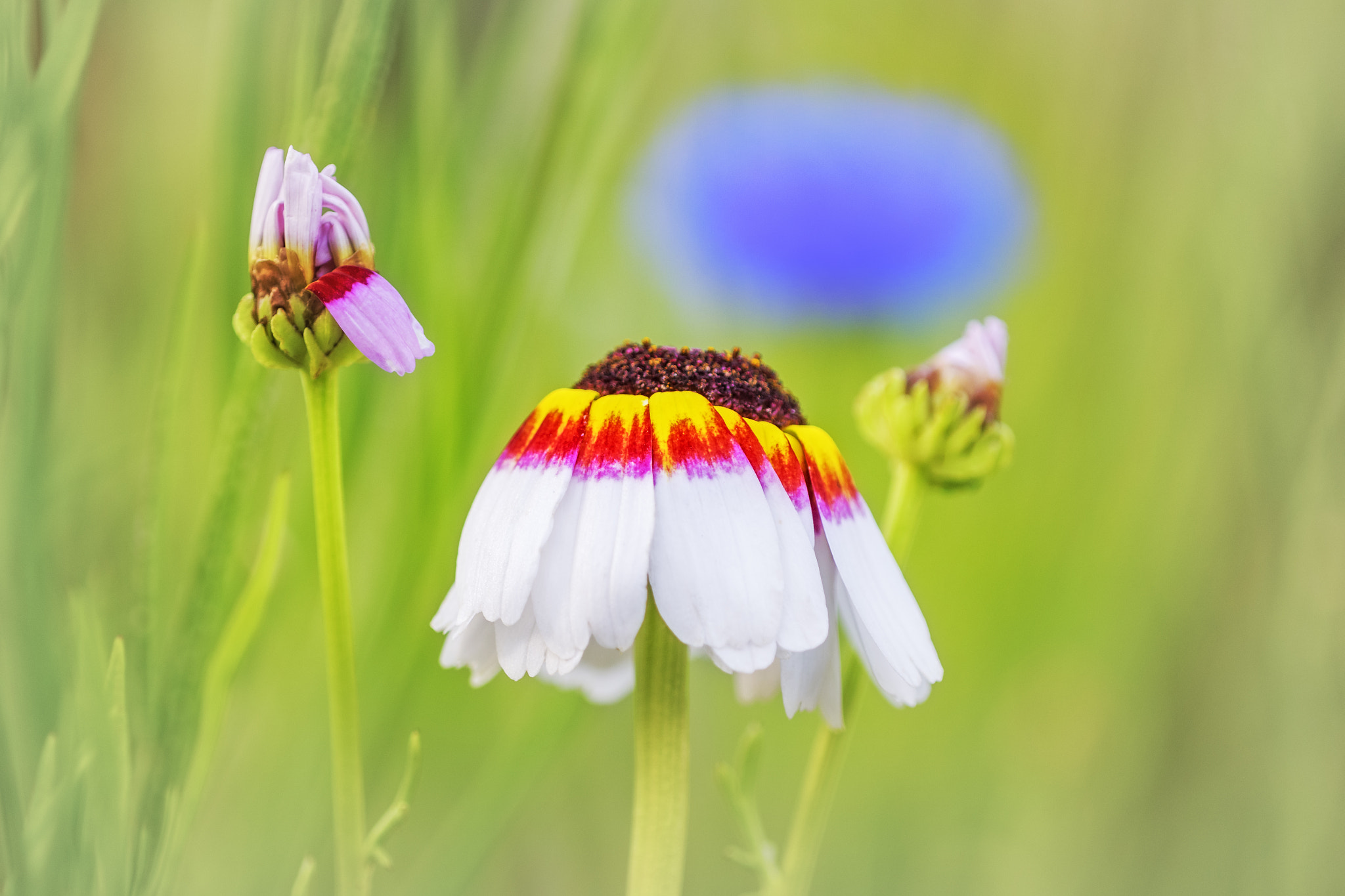 Nikon D810 + Nikon AF Micro-Nikkor 200mm F4D ED-IF sample photo. Giselle's garden photography
