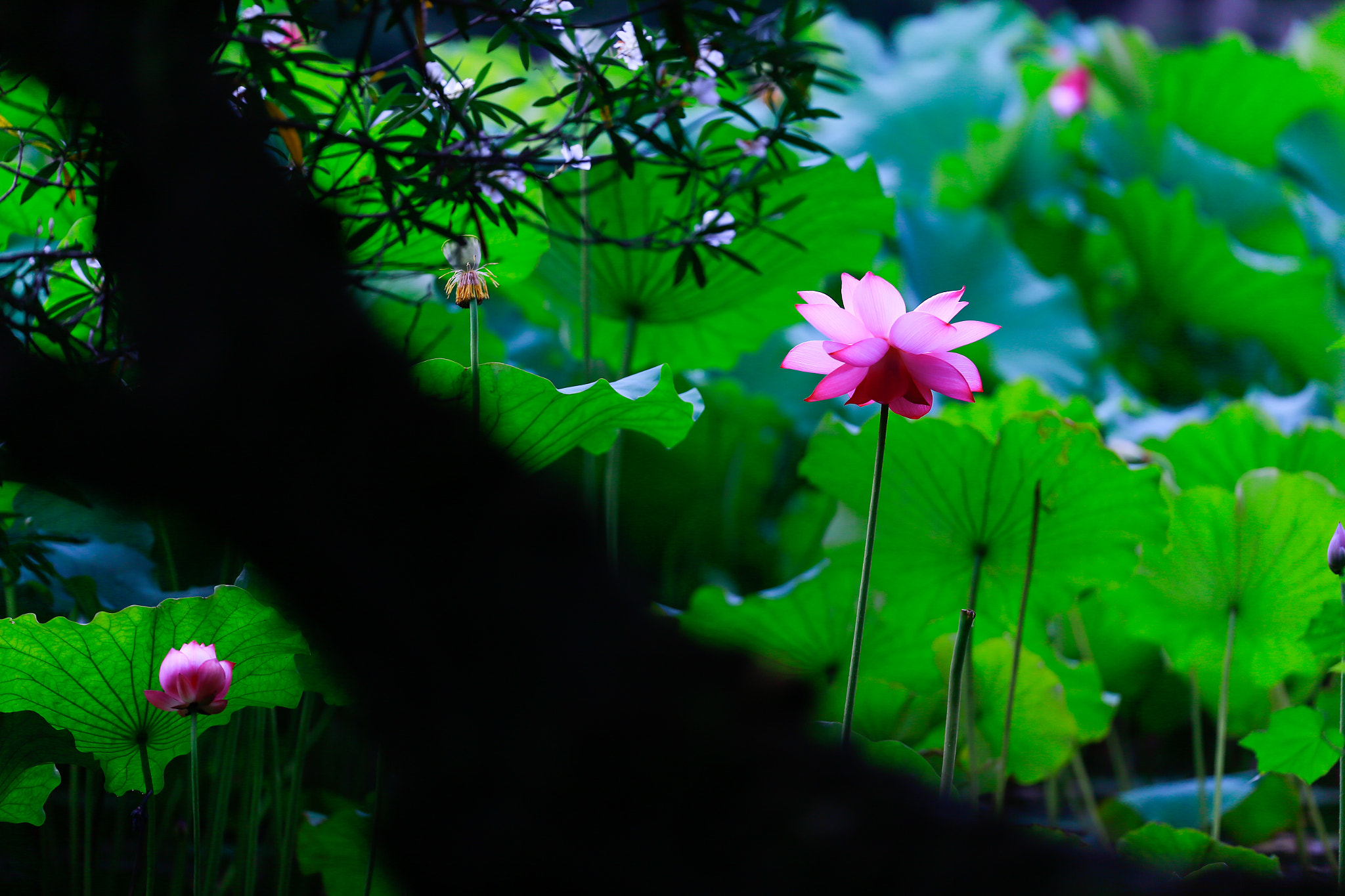 Canon EOS-1D X + Canon EF 200mm F2L IS USM sample photo