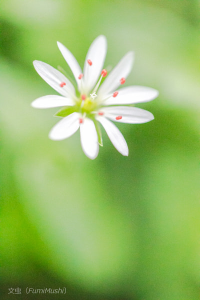Canon EF 100mm F2.8L Macro IS USM sample photo. Flower photography