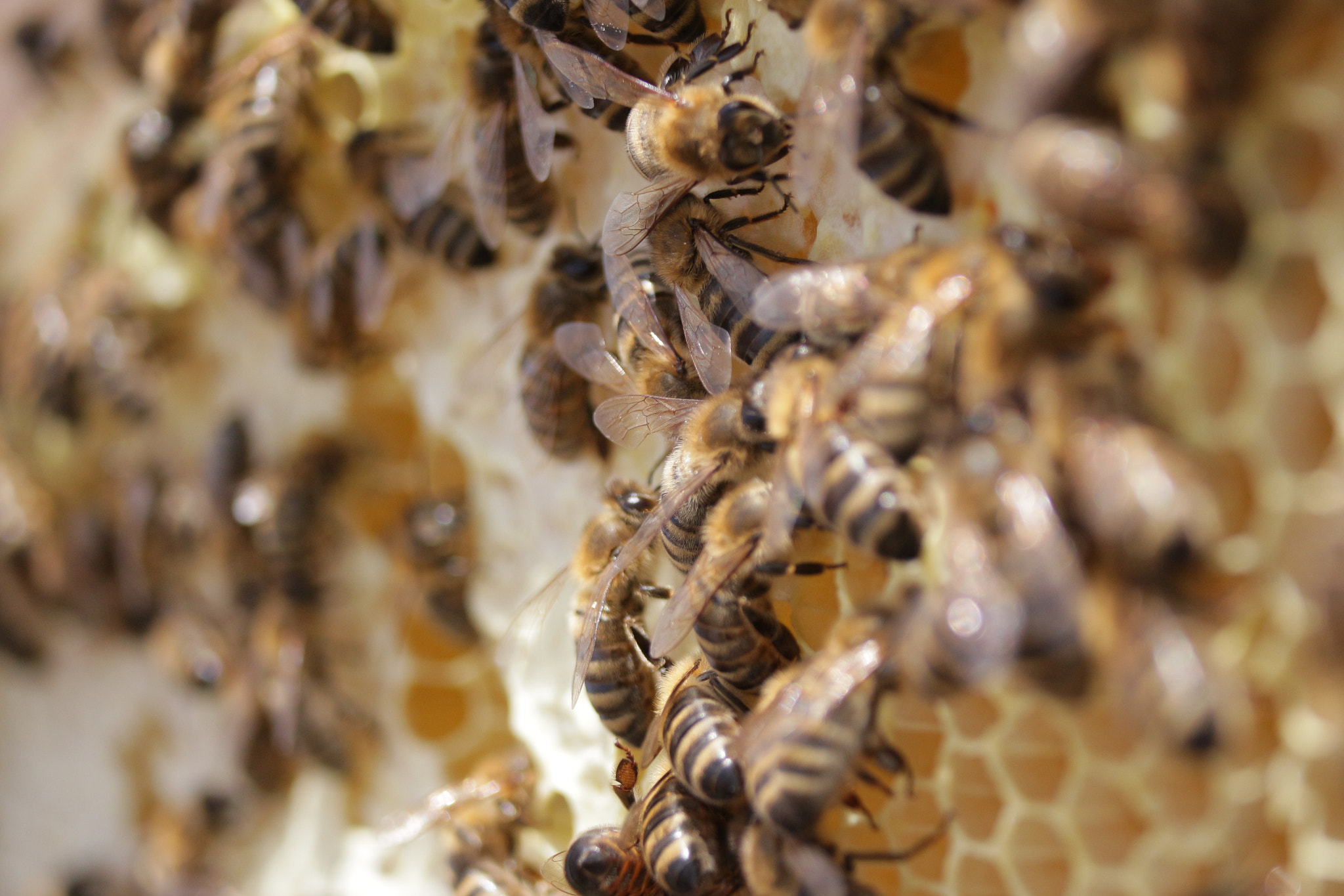 Canon EOS 650D (EOS Rebel T4i / EOS Kiss X6i) sample photo. Bee hive photography