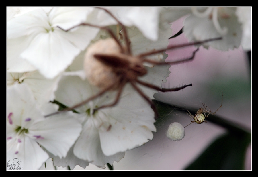 Nikon D80 + Sigma 150mm F2.8 EX DG Macro HSM sample photo. Meeting photography