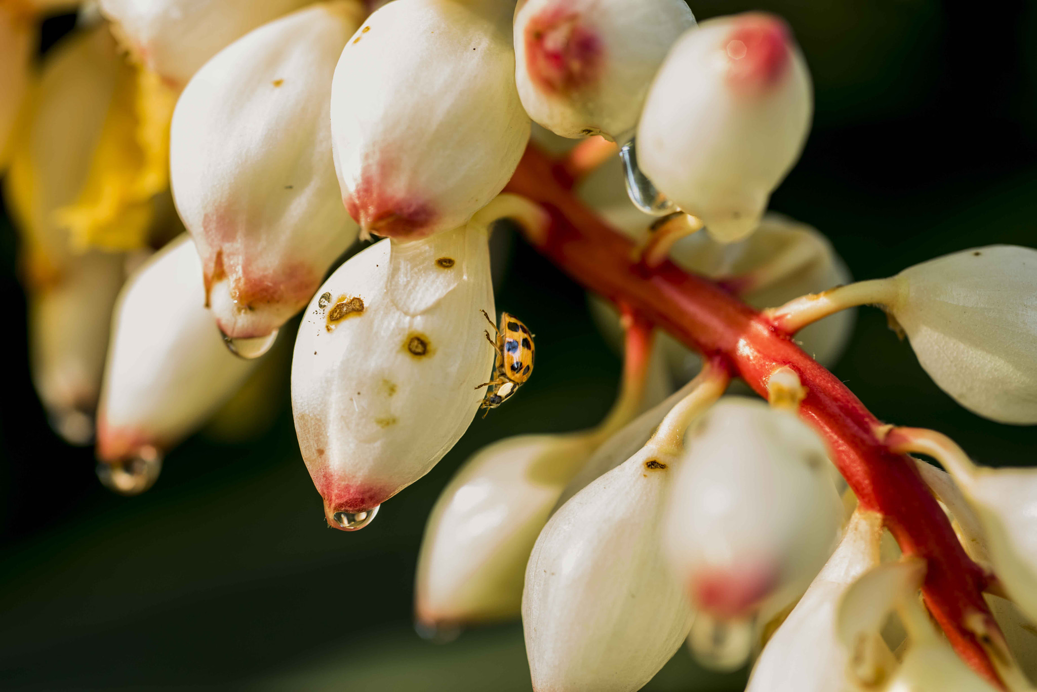 Nikon D810 + Nikon AF Micro-Nikkor 60mm F2.8D sample photo