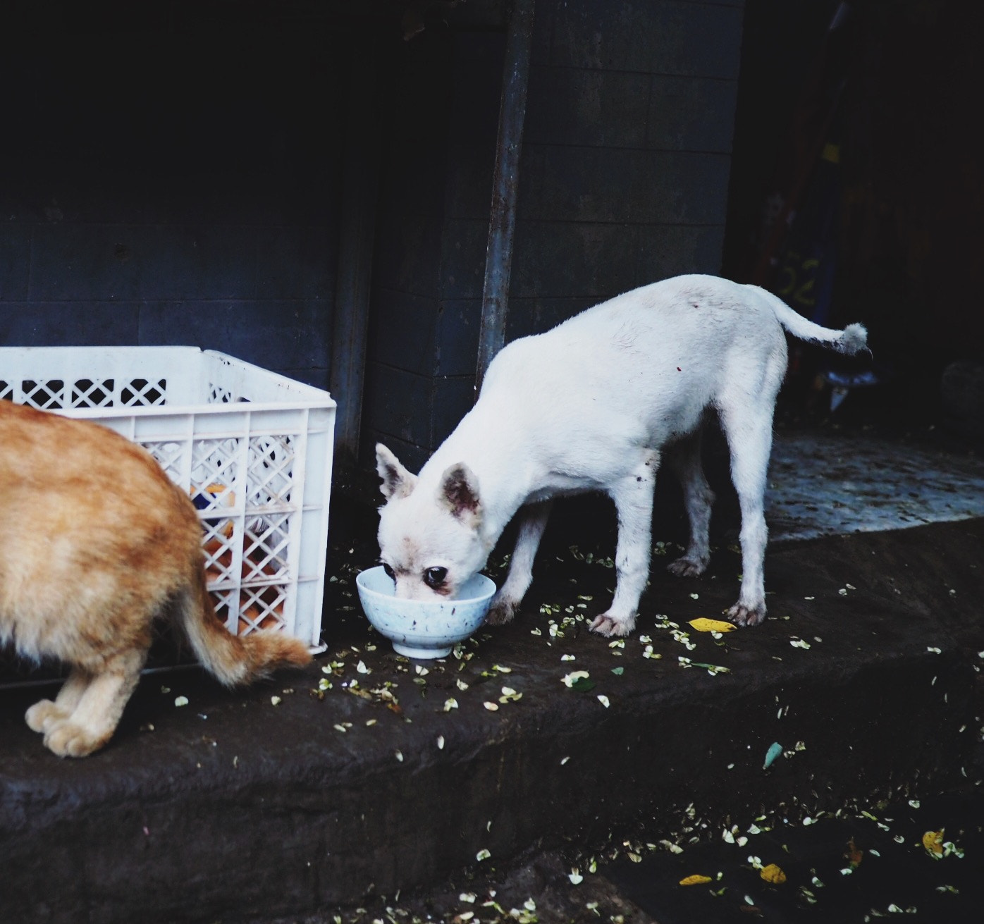 Olympus PEN E-PL7 sample photo