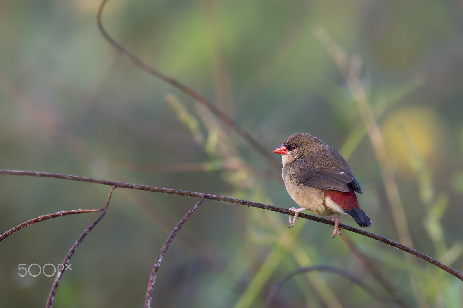 Nikon AF-S Nikkor 600mm F4E FL ED VR sample photo. Strawberry finch (f) photography