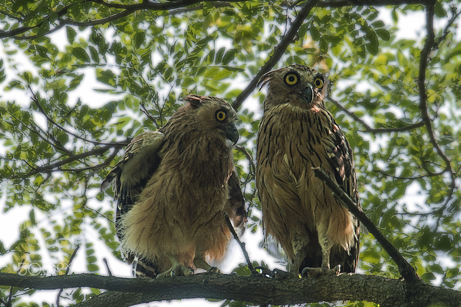 Nikon AF-S Nikkor 400mm F2.8G ED VR II sample photo. Buffy fish owl n chick photography