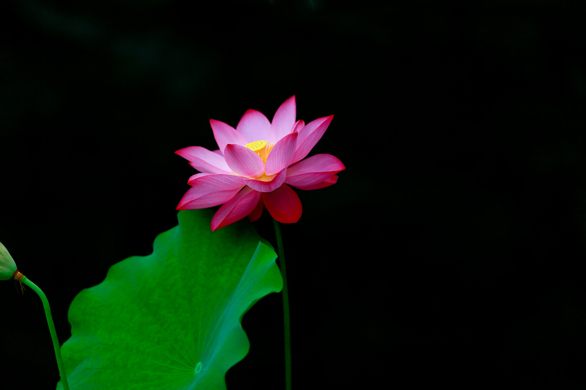 Canon EOS-1D X + Canon EF 200mm F2L IS USM sample photo