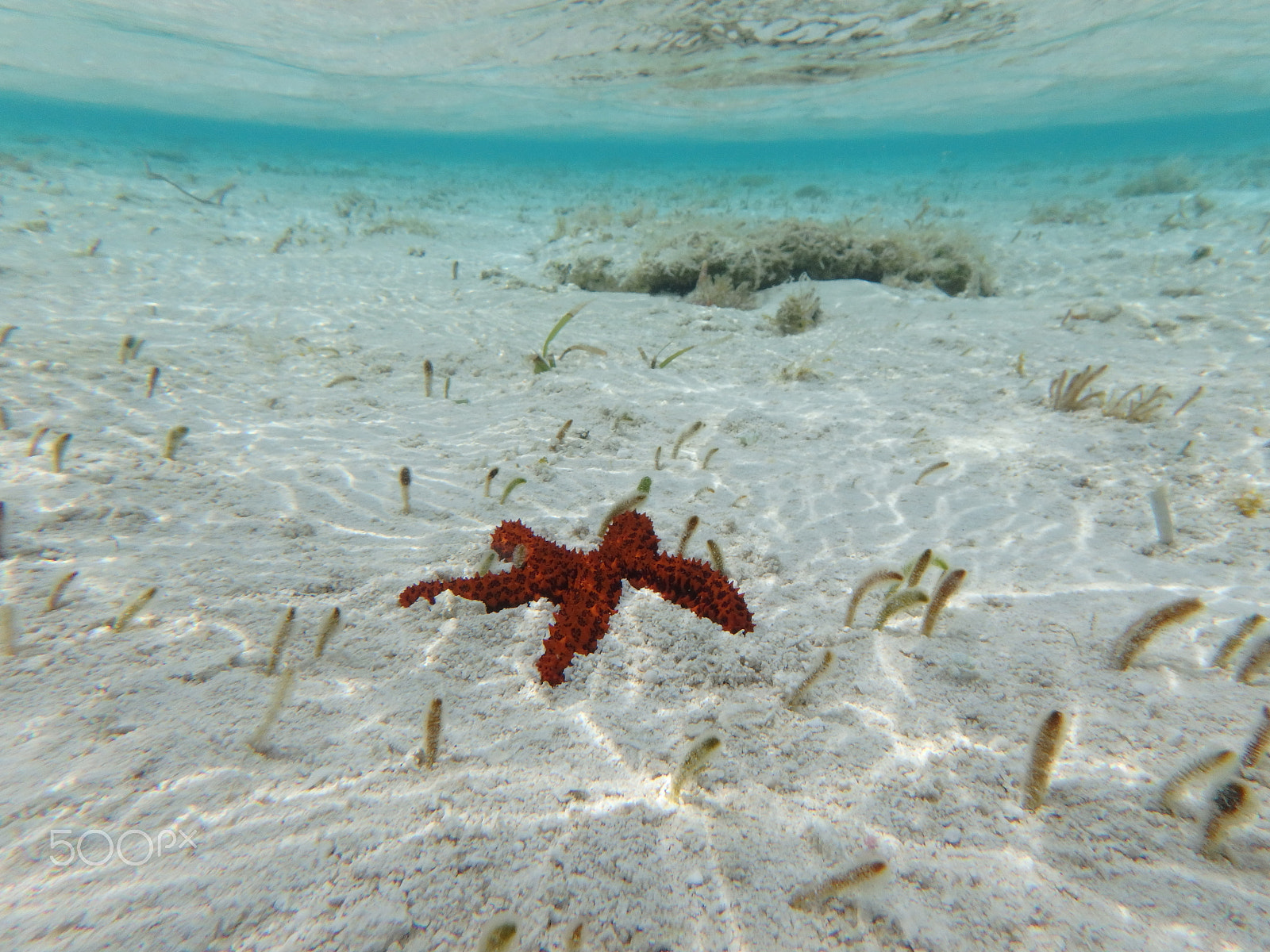 Olympus TG-860 sample photo. Bahamas star fish photography