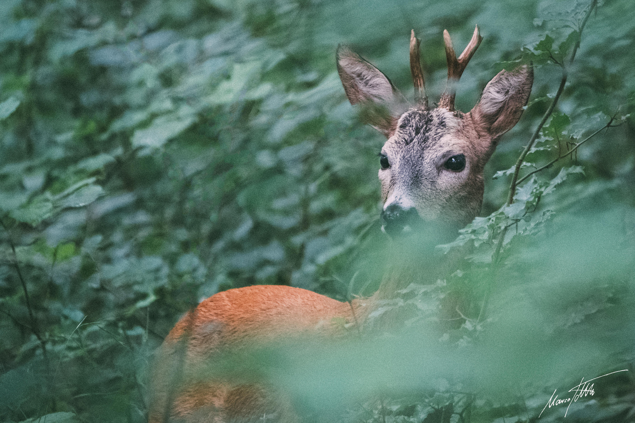 Fujifilm XF 100-400mm F4.5-5.6 R LM OIS WR sample photo. Roebuck hiding in bushes photography