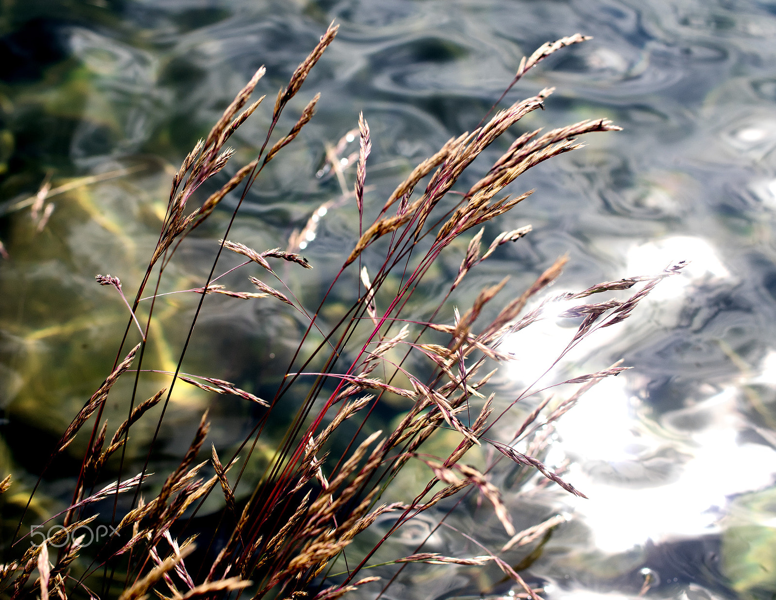 Pentax smc DA 35mm F2.8 Macro Limited sample photo. River straws photography