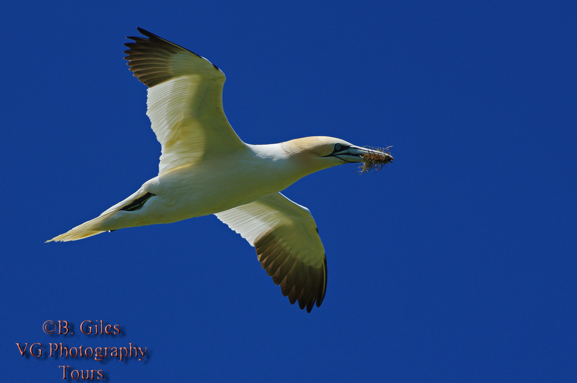 Pentax K-3 sample photo. Nesting material transport photography