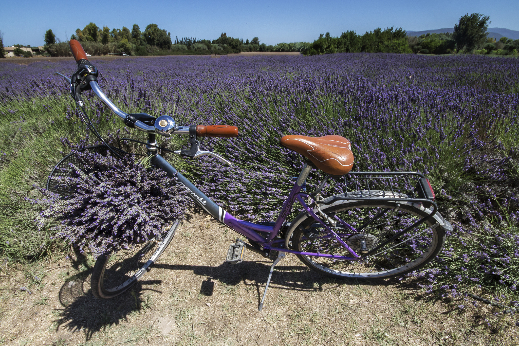 Canon EOS 1100D (EOS Rebel T3 / EOS Kiss X50) + Sigma 10-20mm F4-5.6 EX DC HSM sample photo. Lavender photography