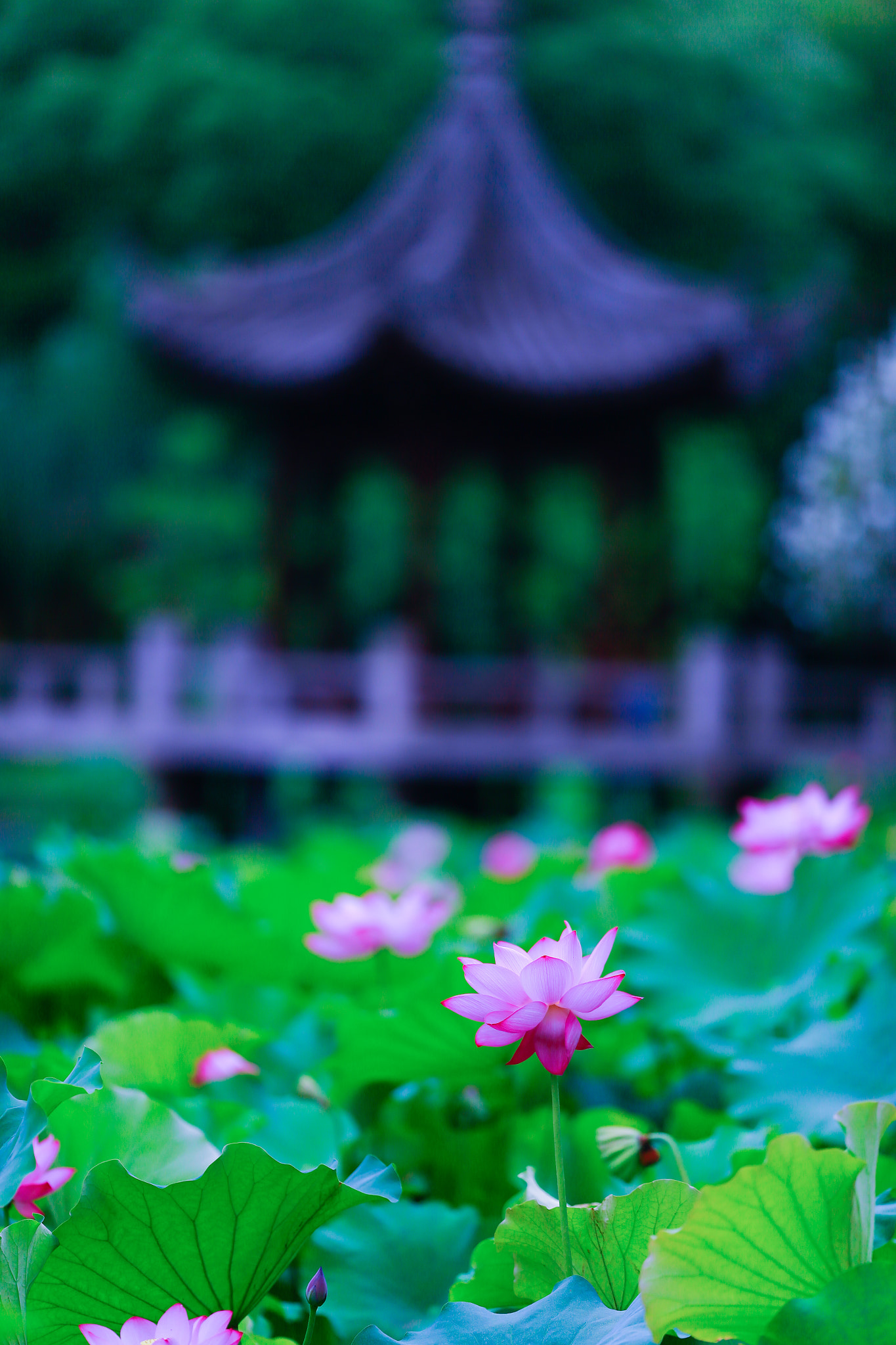 Canon EOS-1D X + Canon EF 200mm F2L IS USM sample photo