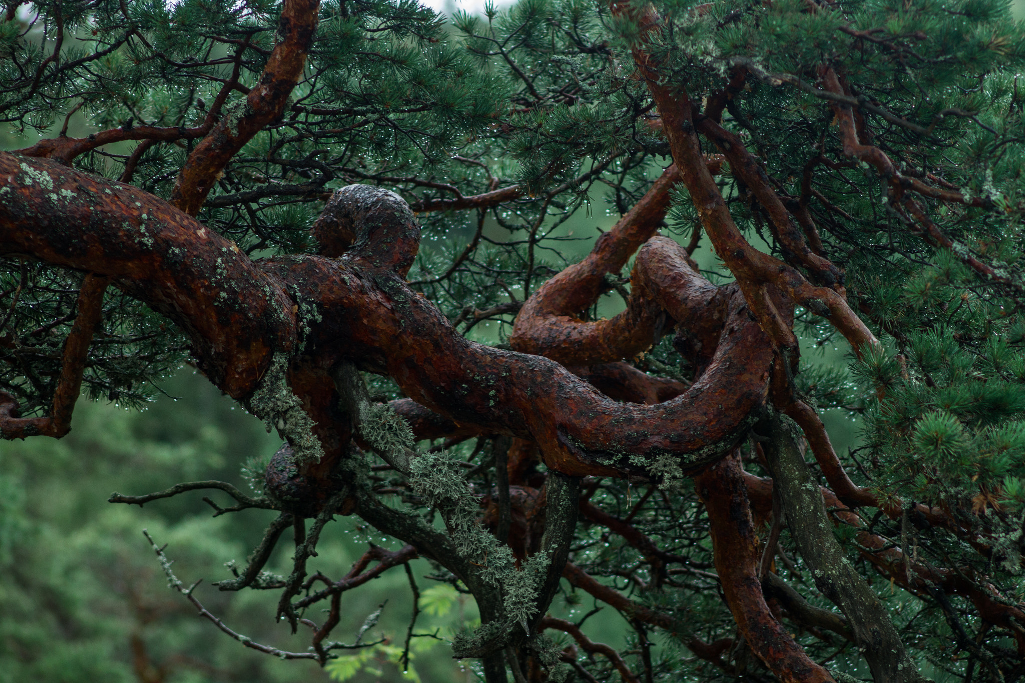 Canon EF 28-80mm f/3.5-5.6 sample photo. Pine photography