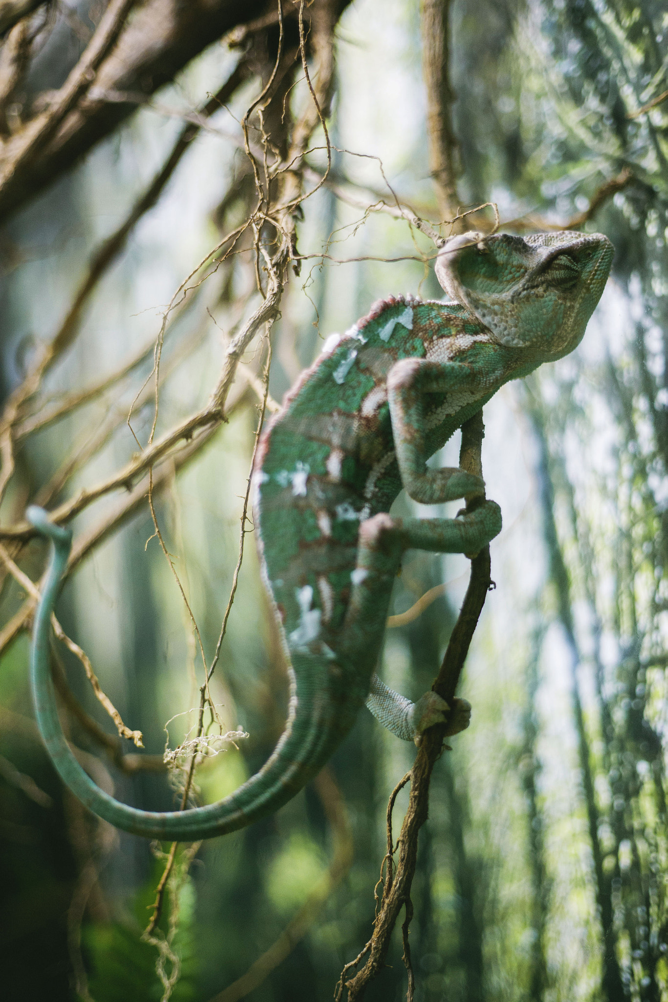 Canon EOS-1Ds Mark II + Canon EF 50mm F1.8 II sample photo. Rango photography