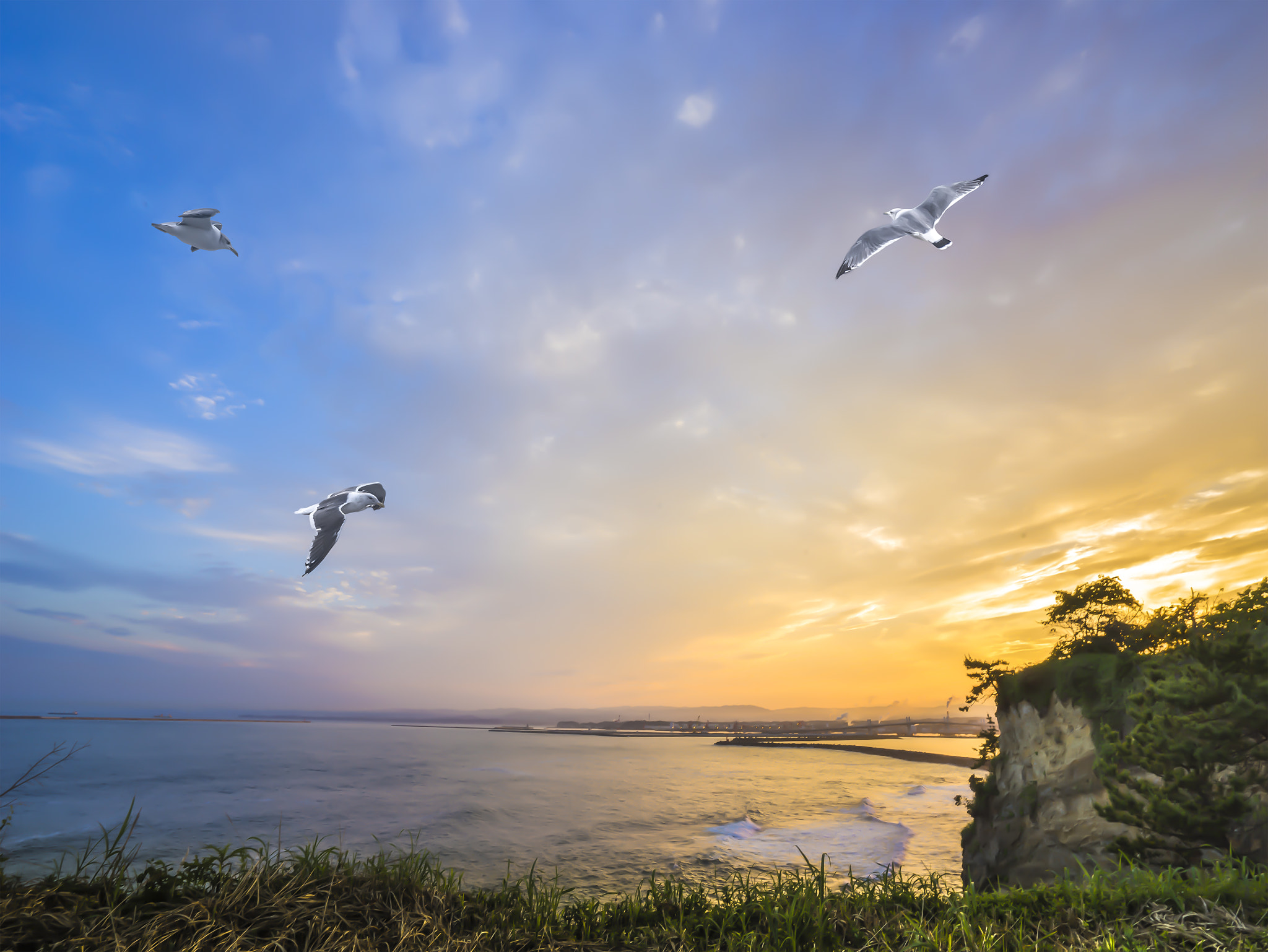Panasonic Lumix DMC-GX7 sample photo. Seagull at sunset photography