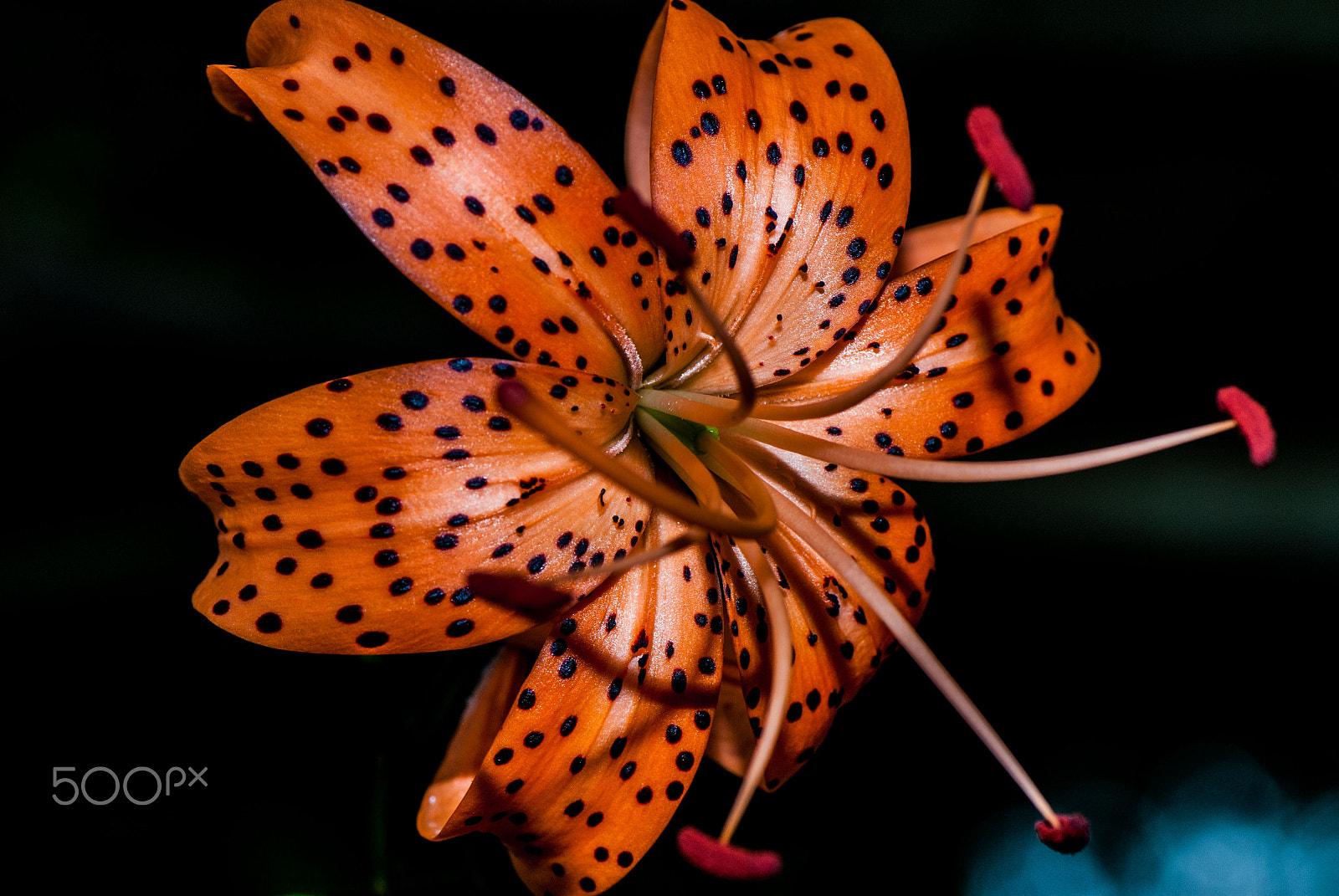 Nikon D200 sample photo. Tiger lily photography