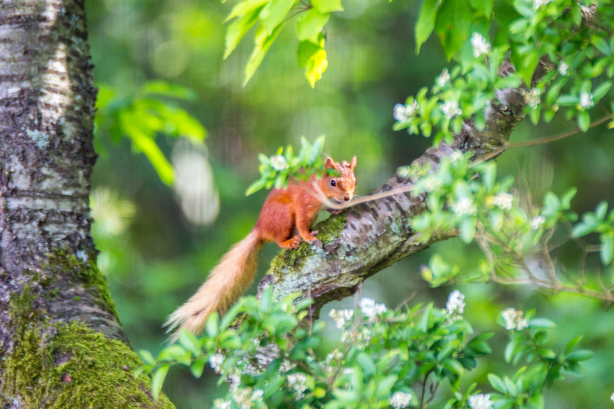 Sigma 120-300mm F2.8 EX DG HSM sample photo. Red squirrel through the trees photography