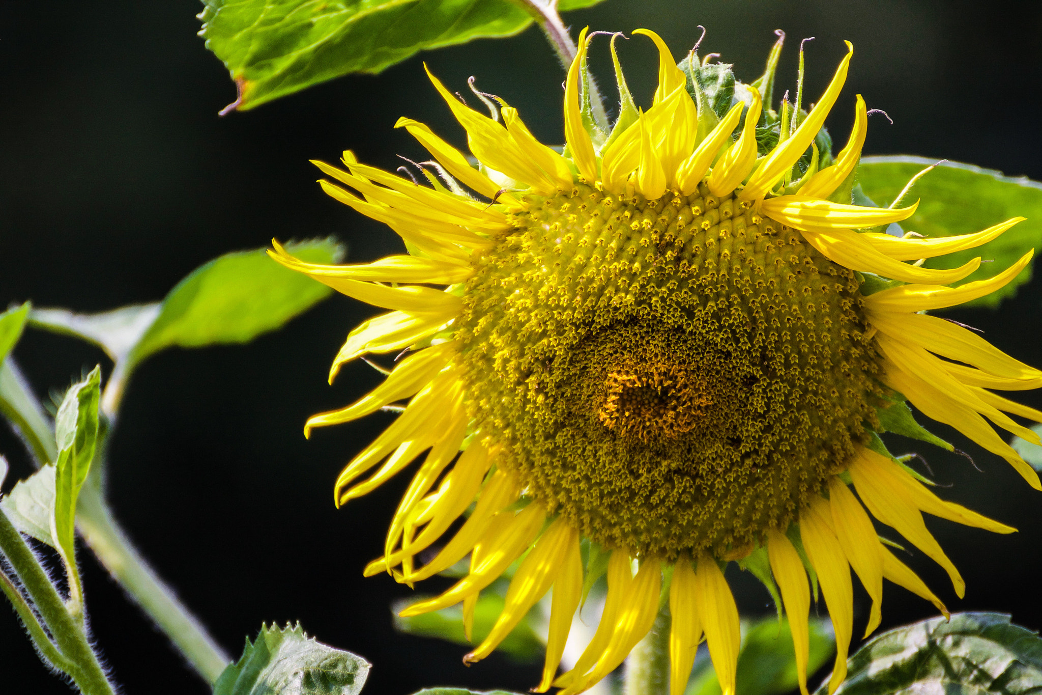 Tamron SP 35mm F1.8 Di VC USD sample photo. Sunflower photography