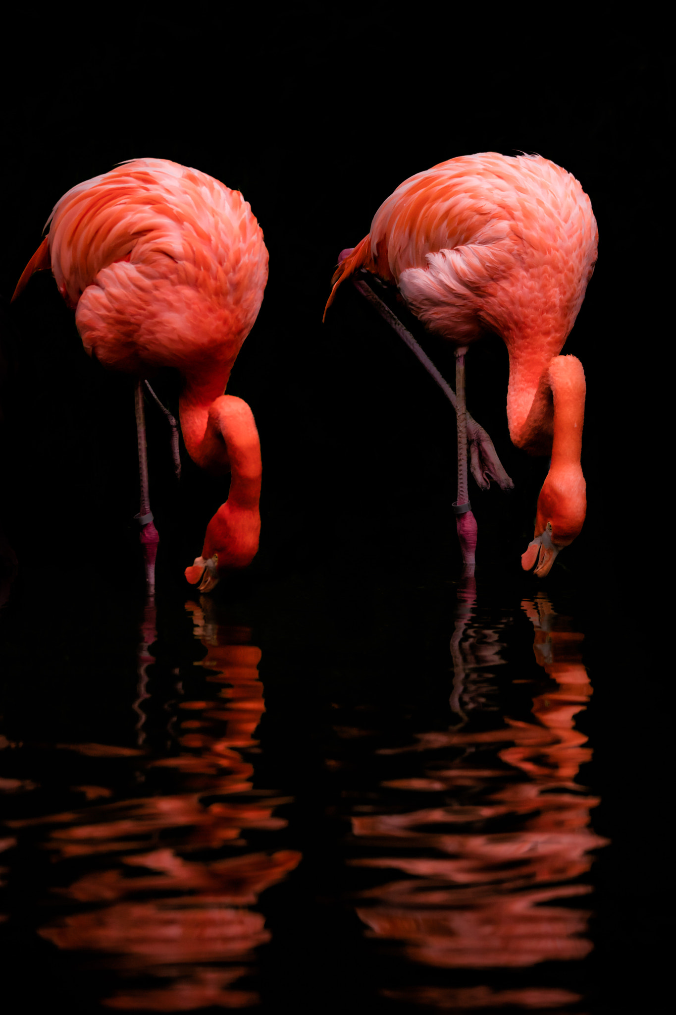 Sigma 150-600mm F5-6.3 DG OS HSM | C sample photo. Editar photography