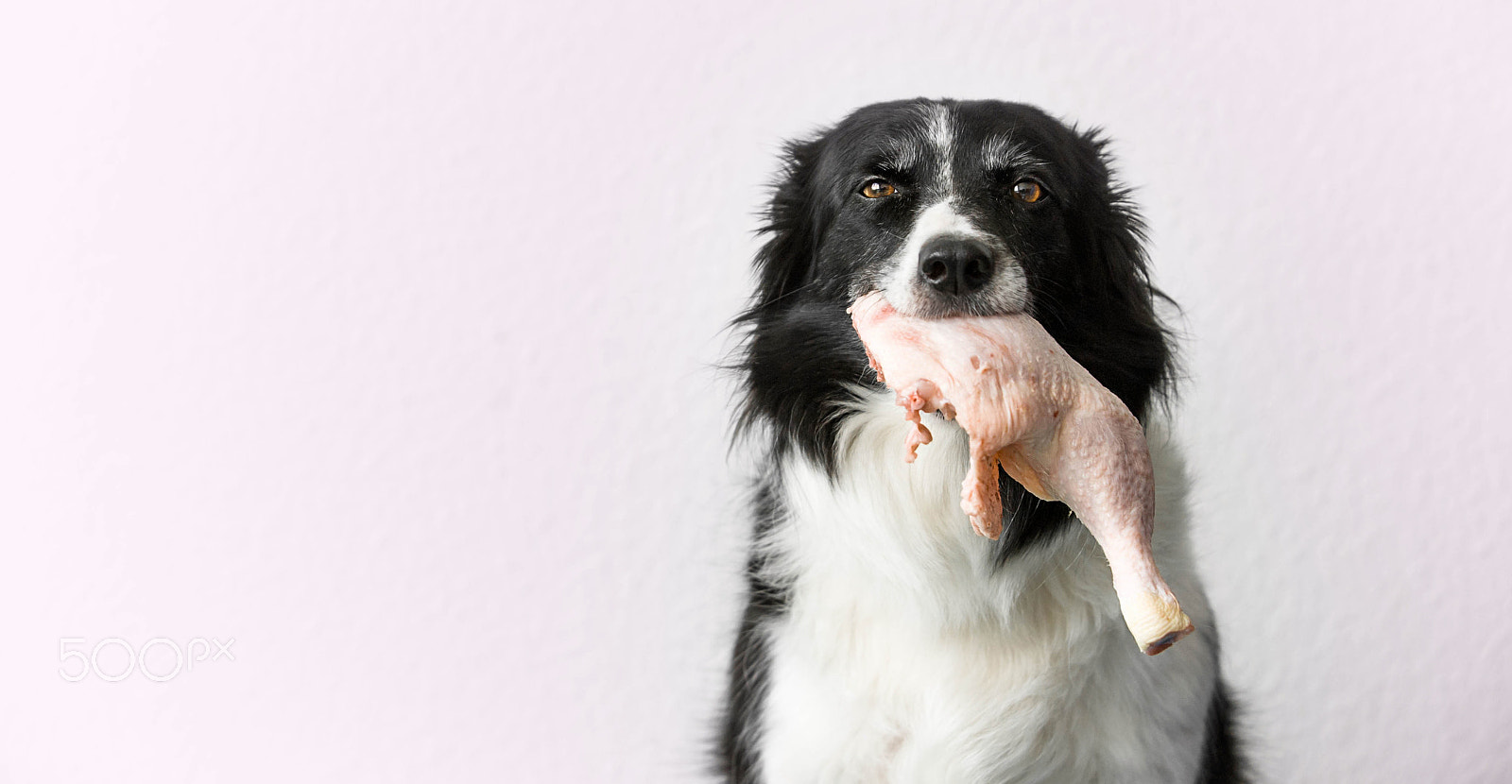 Nikon D700 + AF-S Zoom-Nikkor 80-200mm f/2.8D IF-ED sample photo. Dog holding raw chicken thigh in mouth. photography
