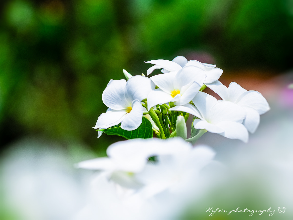 Olympus OM-D E-M1 + Sigma 150mm F2.8 EX DG Macro HSM sample photo. 雞蛋花 photography