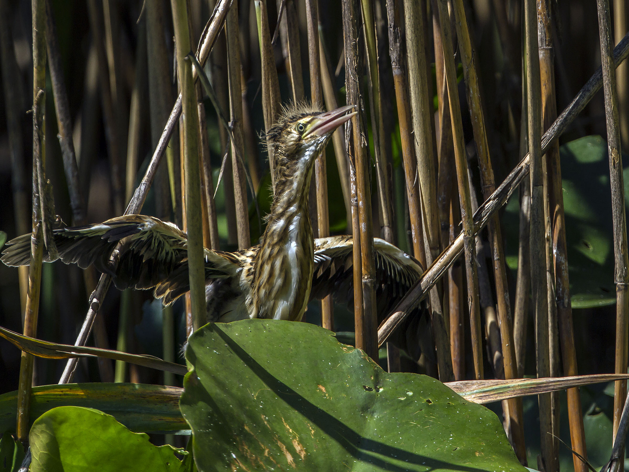 Canon EF 300mm F2.8L IS II USM sample photo. Tarabusino photography