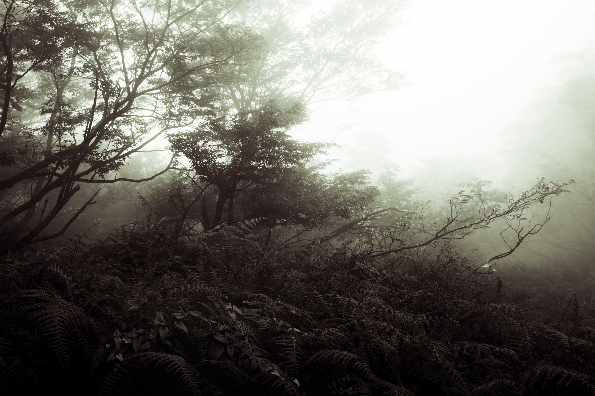 Pentax K-3 sample photo. Mt.oikedake / mie prefecture photography