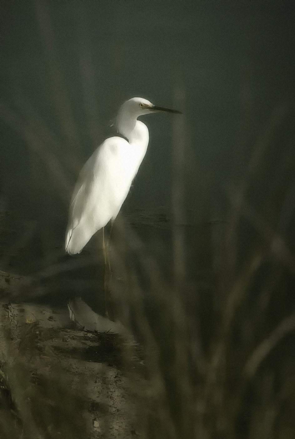 Canon EOS-1D Mark II N sample photo. Somewhere in lake manyara tanzania photography