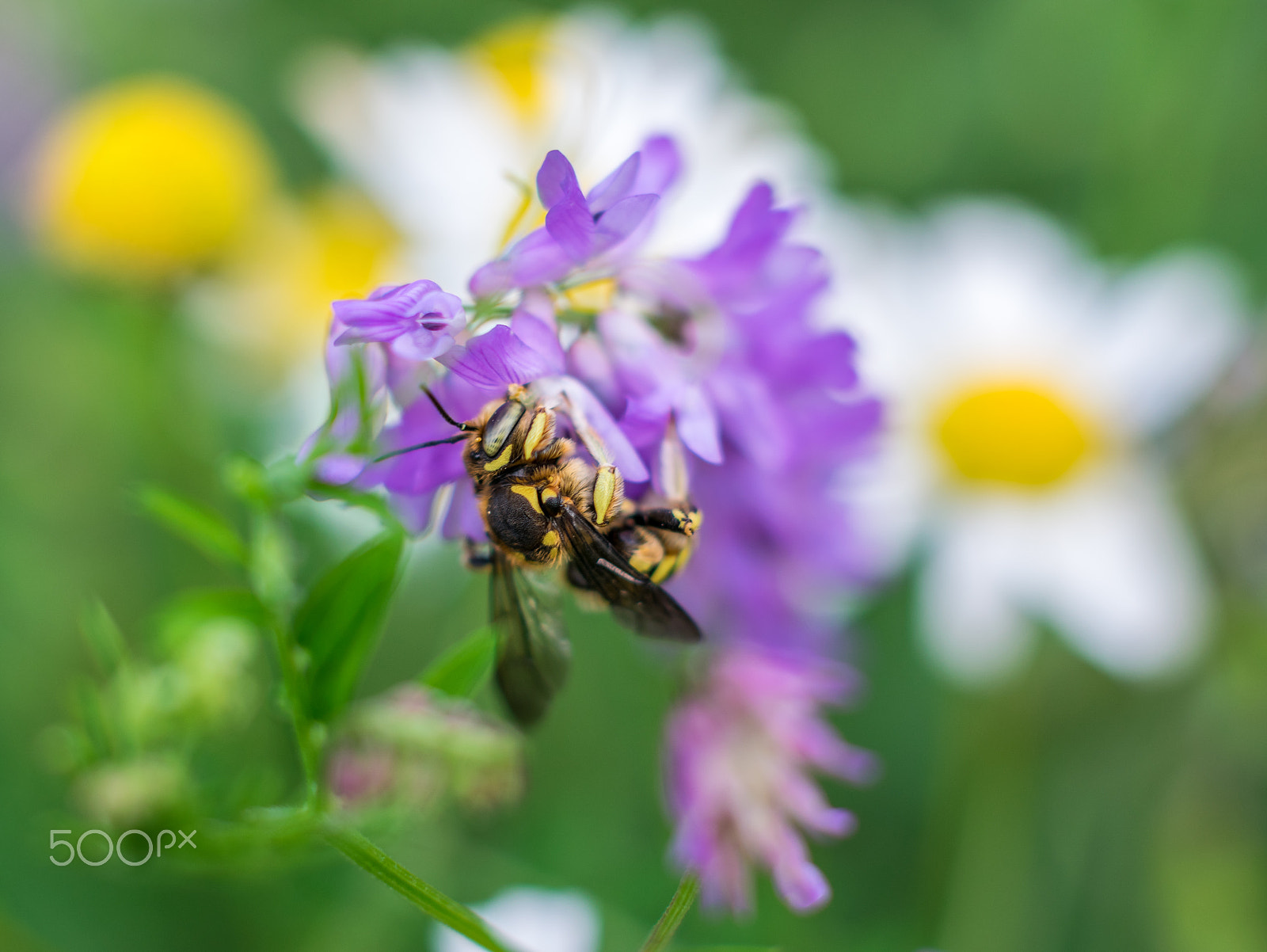 Nikon D5300 + Sigma 50mm F1.4 EX DG HSM sample photo. A bee on a purple flower photography