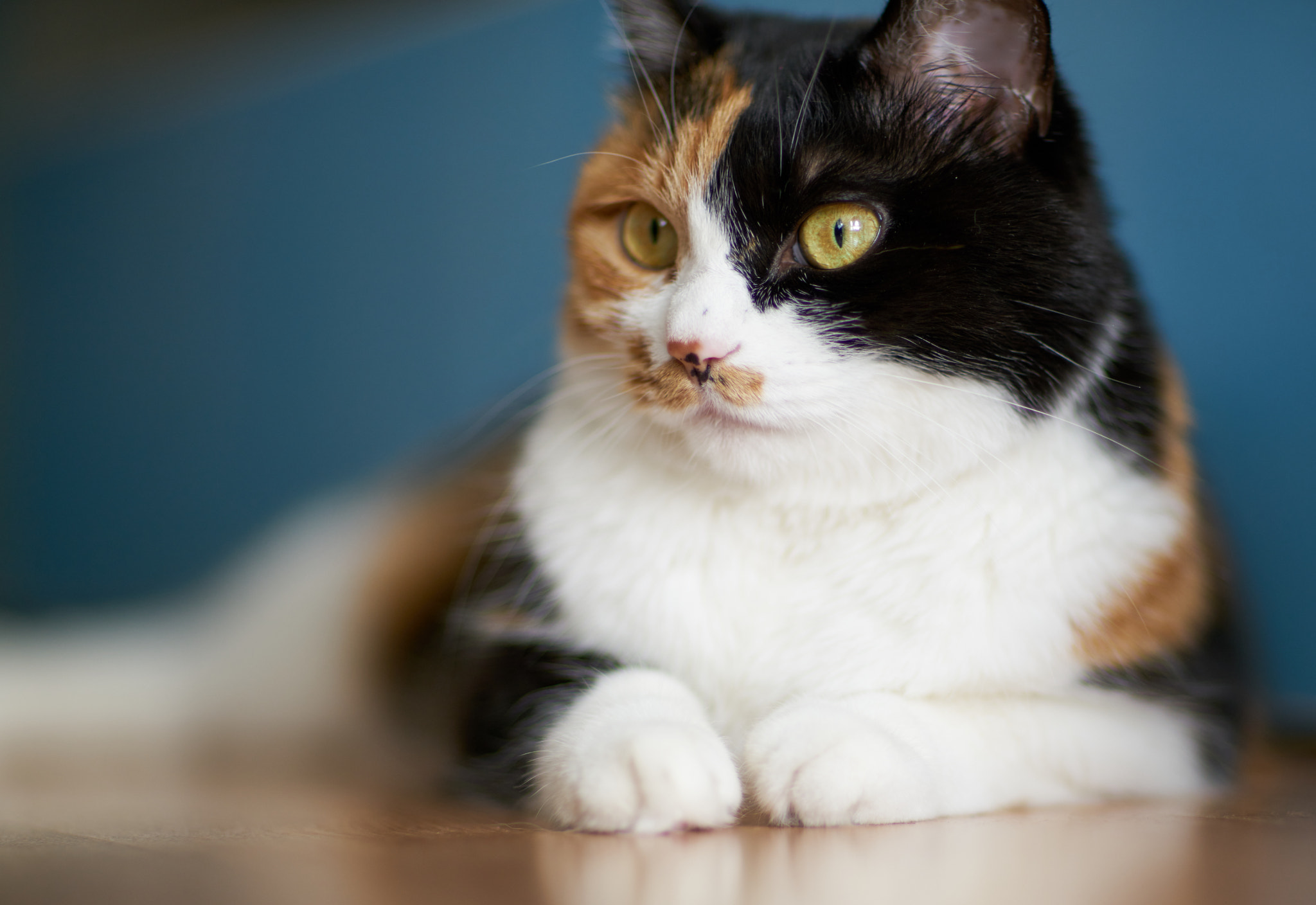 85mm F1.2 G SSM II sample photo