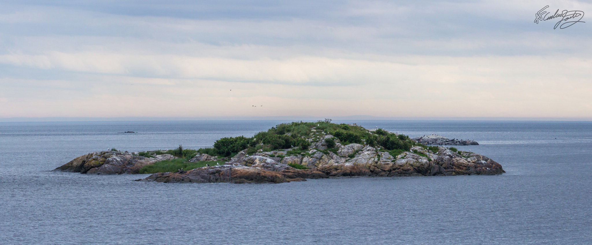 Tamron SP 150-600mm F5-6.3 Di VC USD sample photo. Petit iles au mouette ! photography