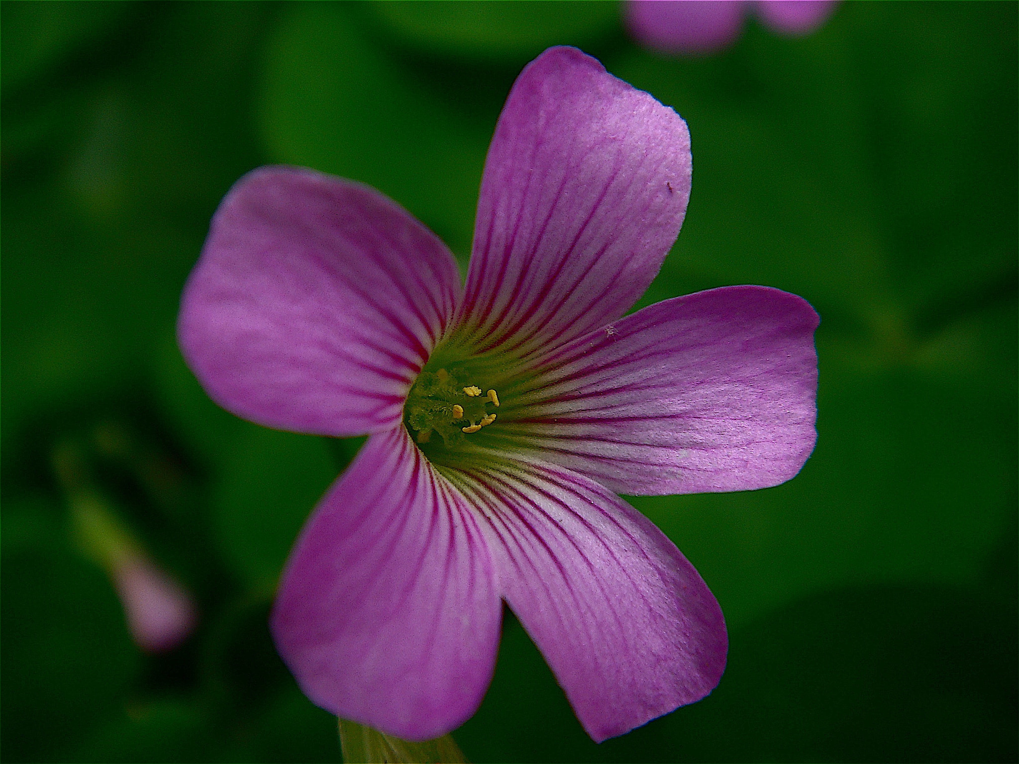 Sony DSC-T70 sample photo. Intricate photography