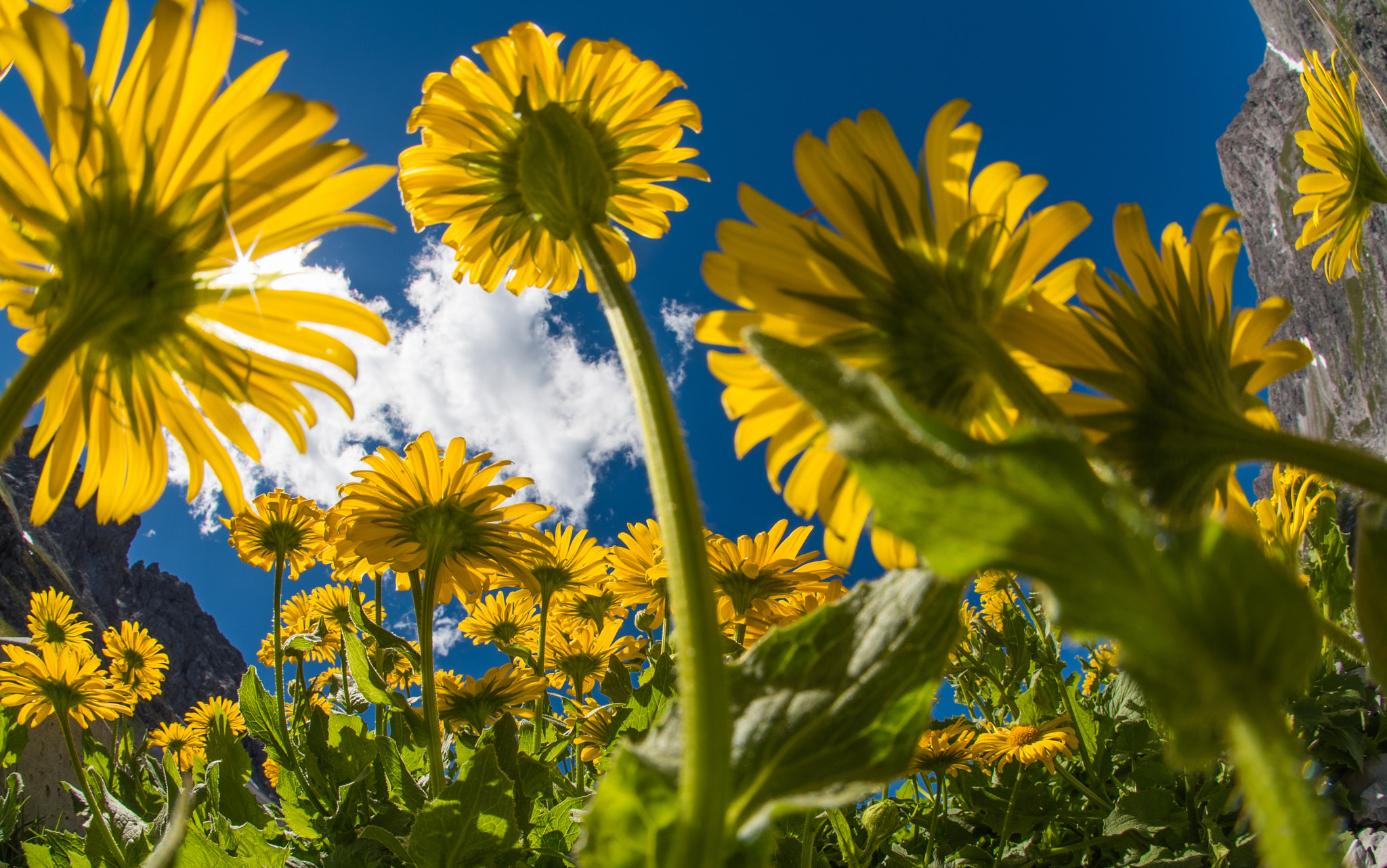 Nikon D750 + Sigma 10mm F2.8 EX DC HSM Diagonal Fisheye sample photo. Yellow photography