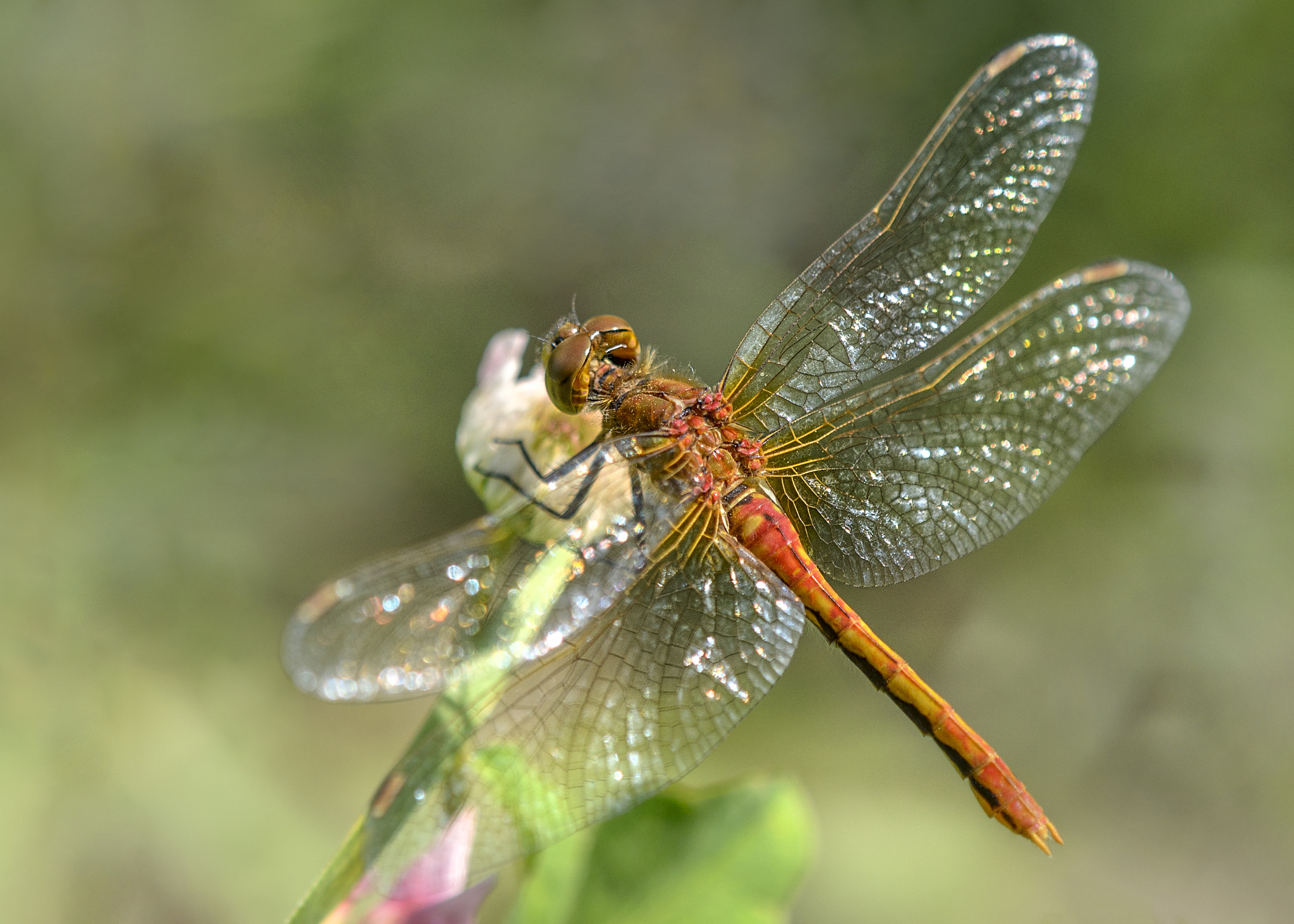 Nikon AF-S DX Micro-Nikkor 85mm F3.5G ED VR sample photo. Rainbow wings photography