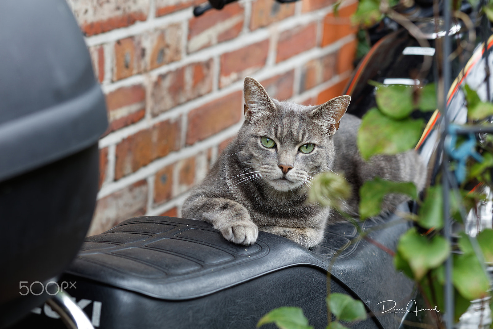 Canon EOS 5DS + Canon EF 85mm F1.8 USM sample photo. Biker cat photography