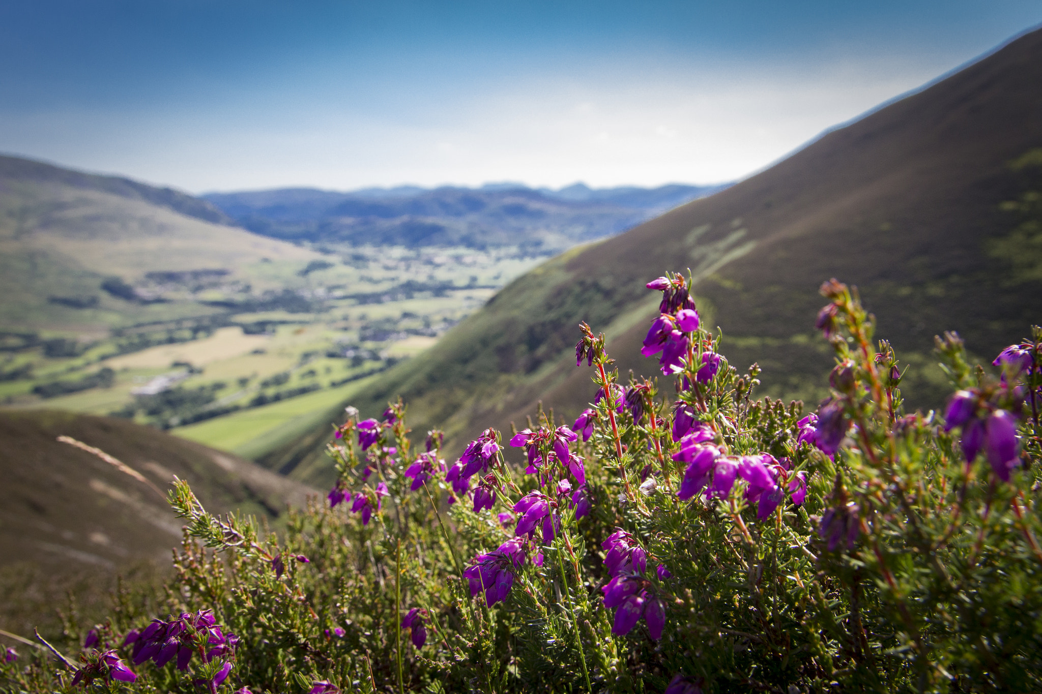 Canon EF-S 17-55mm F2.8 IS USM sample photo. Mountain flowers  photography
