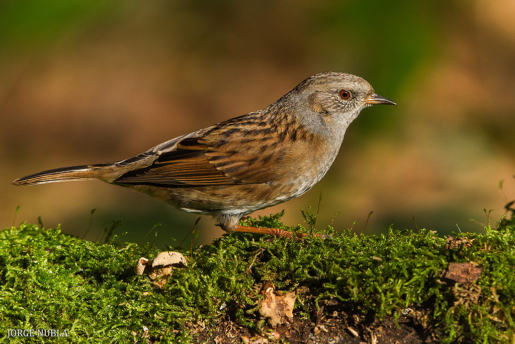 Canon EF 500mm F4L IS II USM sample photo. Acentor común (prunella modularis). photography
