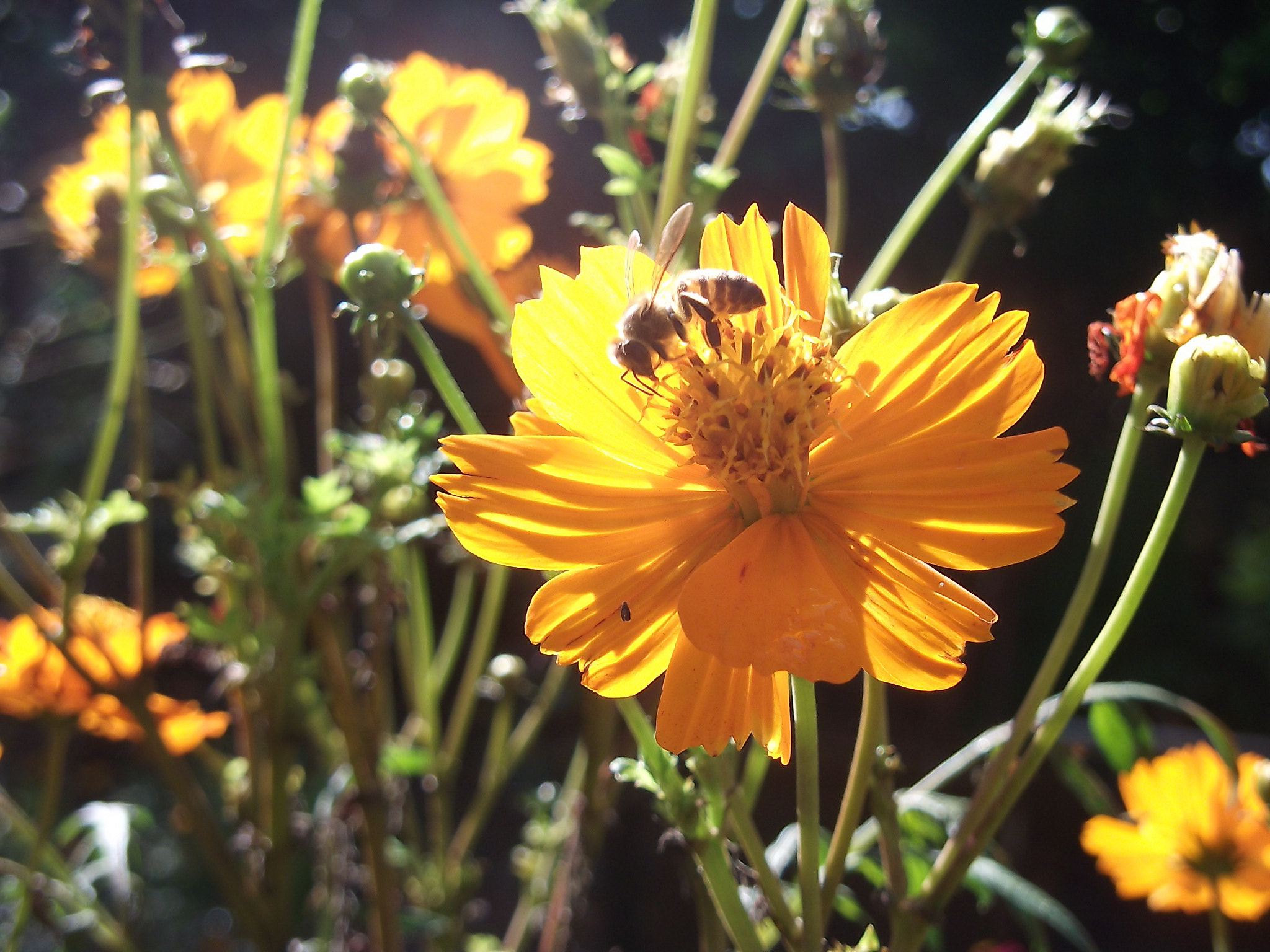 Fujifilm FinePix JX200 JX210 sample photo. Bee and flower photography