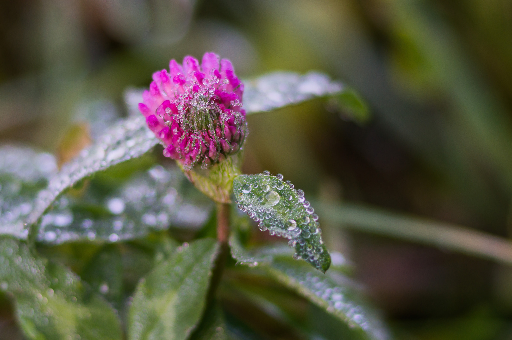 Sony 85mm F2.8 SAM sample photo. Perls of nature ii photography