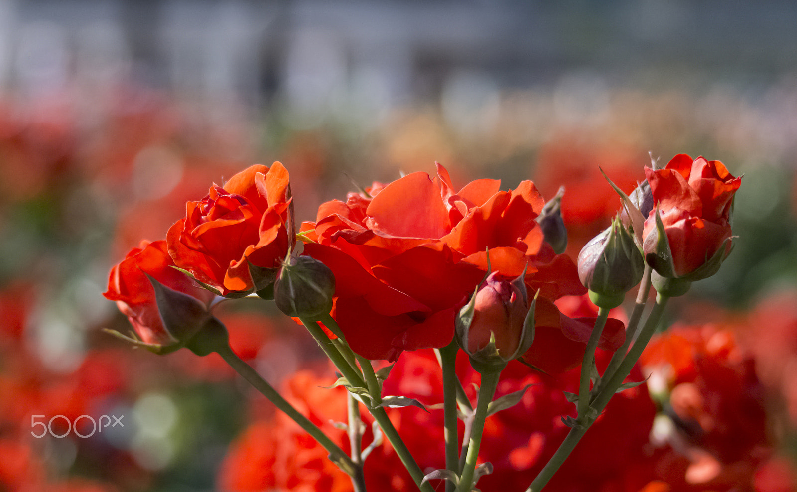 Olympus OM-D E-M5 sample photo. Rose  garden photography