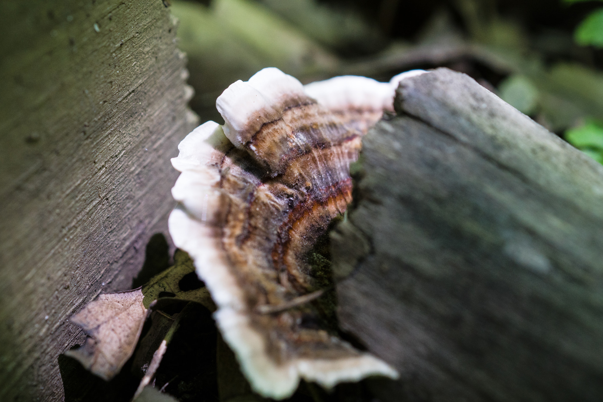 Sony DT 30mm F2.8 Macro SAM sample photo. Turkey tail photography