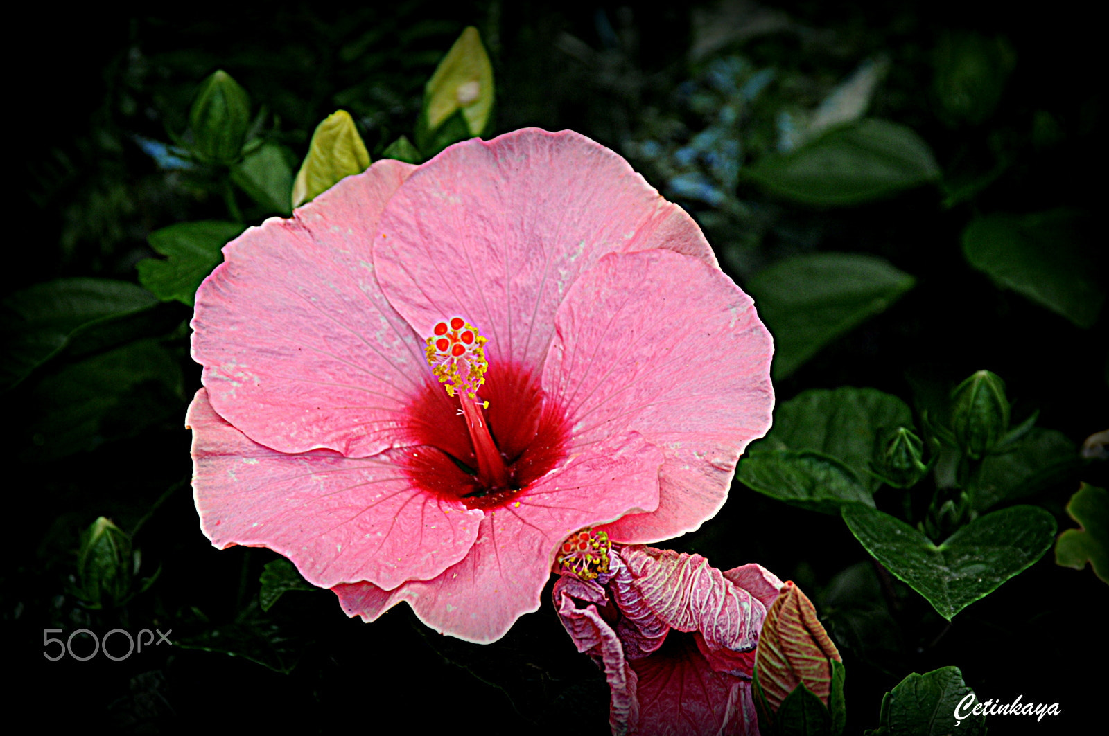 Nikon D300S sample photo. Alone photography