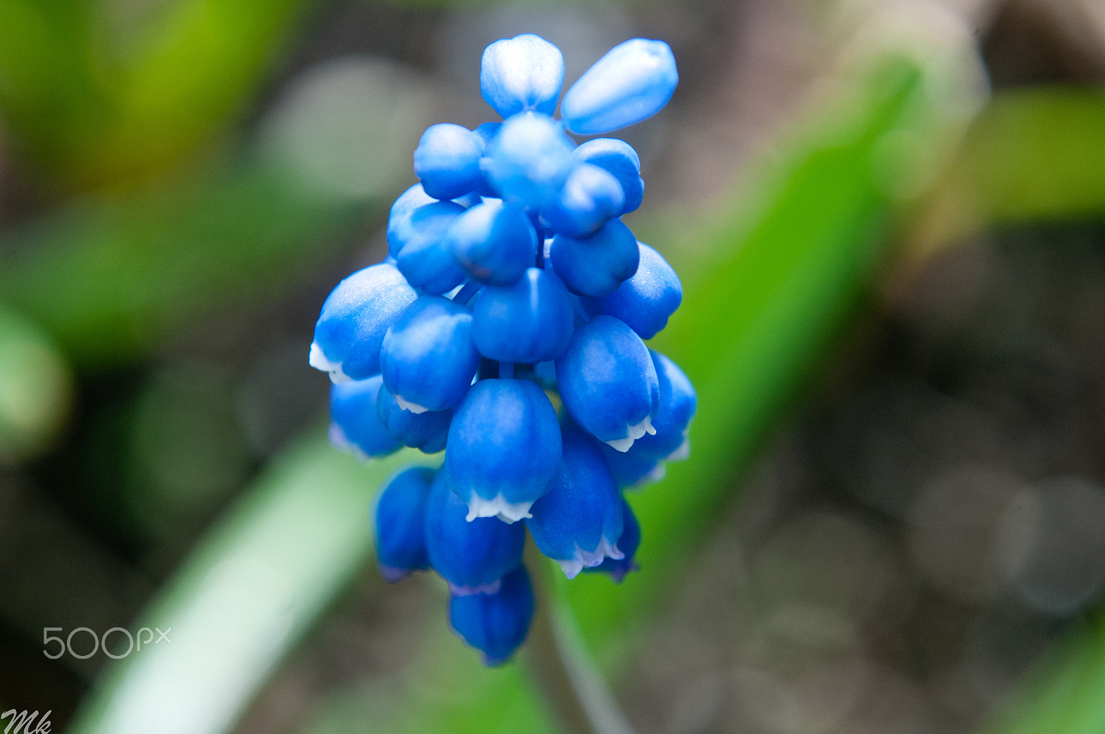 Nikon D300 + Nikon AF-S DX Nikkor 18-55mm F3.5-5.6G VR sample photo. Blue flower photography