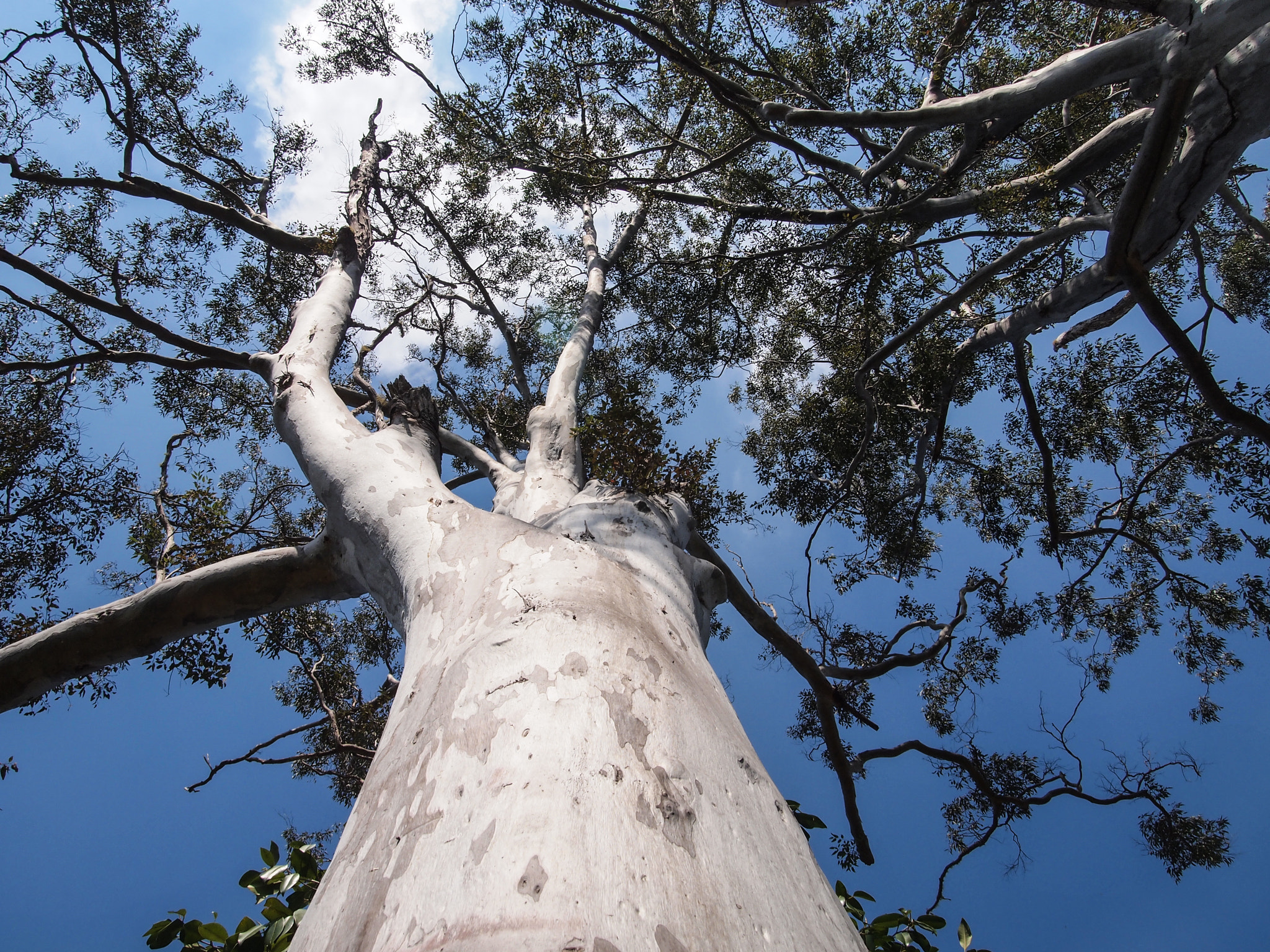Olympus M.Zuiko Digital 14-42mm F3.5-5.6 II R sample photo. Eucalyptus photography